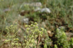 Rumia crithmifolia