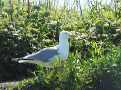 Larus argentatus smithsonianus
