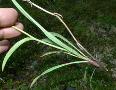 Bupleurum americanum