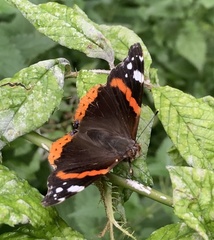 Vanessa atalanta