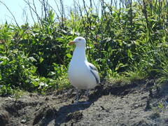 Larus argentatus smithsonianus