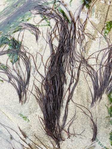 Gracilariales