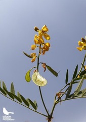 Senna alexandrina