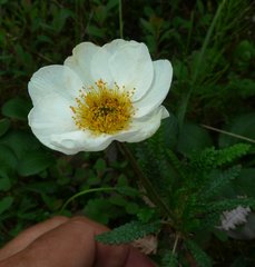 Dryas alaskensis