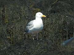 Larus argentatus smithsonianus