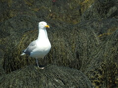 Larus argentatus smithsonianus