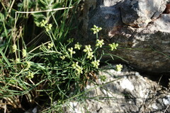 Rumia crithmifolia