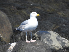 Larus argentatus smithsonianus