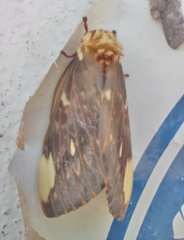 Citheronia beledonon