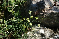 Rumia crithmifolia