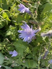 Cicerbita macrophylla