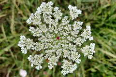 Daucus carota