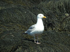 Larus argentatus smithsonianus