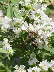Polistes fuscatus
