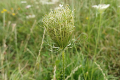 Daucus carota