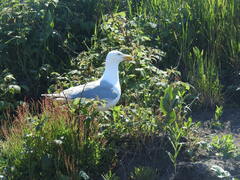 Larus argentatus smithsonianus