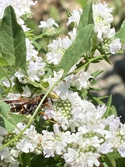 Polistes fuscatus