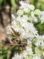 Polistes fuscatus