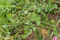 Daucus carota