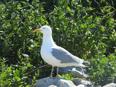 Larus argentatus smithsonianus