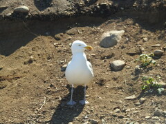 Larus argentatus smithsonianus