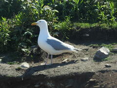 Larus argentatus smithsonianus