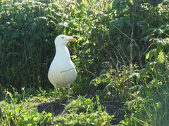 Larus argentatus smithsonianus