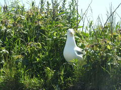 Larus argentatus smithsonianus
