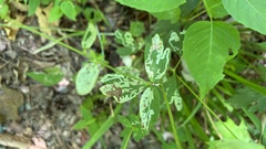 Phytomyza aquilegivora