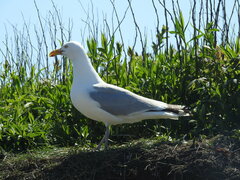 Larus argentatus smithsonianus