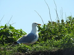 Larus argentatus smithsonianus