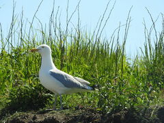 Larus argentatus smithsonianus