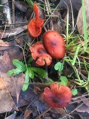 Cortinarius persplendidus