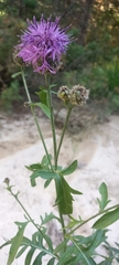 Centaurea scabiosa alpestris
