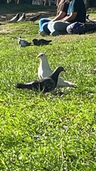 Columba livia domestica