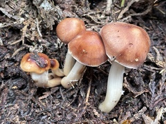 Rhodocollybia badiialba