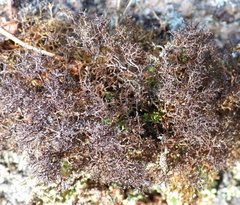 Cetraria muricata