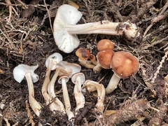 Rhodocollybia badiialba