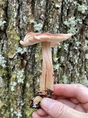 Rhodocollybia badiialba