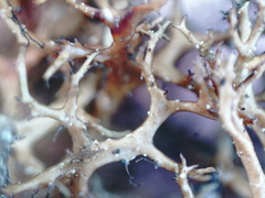Cetraria muricata