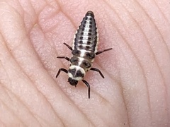 Mulsantina