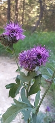 Centaurea scabiosa alpestris
