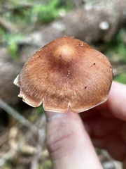 Rhodocollybia badiialba