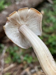 Rhodocollybia badiialba