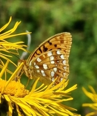 Argynnis adippe