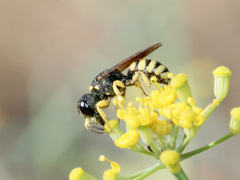 Lestica clypeata