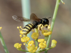 Lestica clypeata