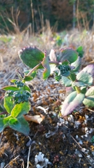 Hylotelephium telephium