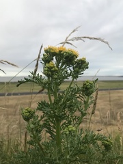 Jacobaea vulgaris