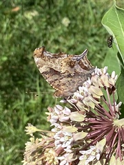 Polygonia interrogationis